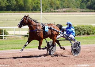 Brillant Madrik a szombati Kincsem+ favoritja