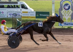 Favici Pasmarick a hétfői Kincsem+ favoritja