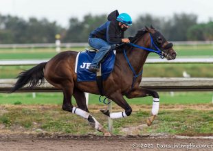 Fogadj a Dubai World Cup versenyeire