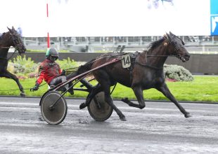 Rutinos lovak a hétfői Kincsem+ futamban