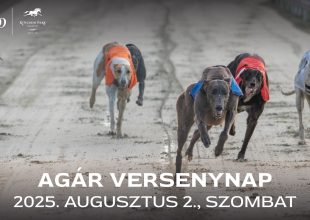 Újabb agár versenynap a Kincsem Parkban!