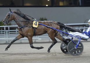 Agen, ügető, hétfő 13:55 - Kincsem+ szakértői tippek