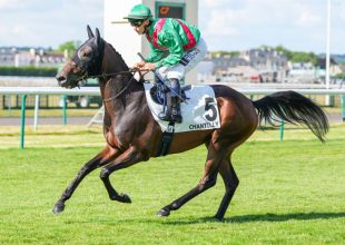 Clairefontaine, galopp, kedd 13:55 - Kincsem+ futam!