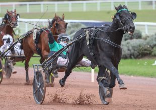 Insight Spoken lehet a szombati Kincsem+ futam főszereplője!