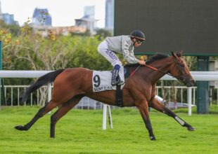 A keddi Kincsem+ futam esélylatolgatása