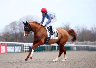 Central Park West a főszereplők egyike lehet a keddi Kincsem+ futamban
