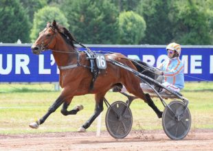 Dayak a főszereplők egyike lehet a szerdai Kincsem+ futamban