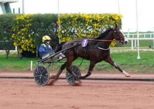 King d'Hermes a főszereplők egyike lehet a pénteki Kincsem+ futamban