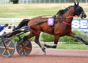 Lovino Bello kvalitásai révén favorit lehet szombaton, a Kincsem+ futamban