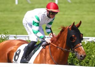 Az előzetes szorzók alapján Amedras képviseli a legjobb esélyt