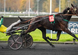 Frank Gio a vasárnapi Kincsem+ favoritja!