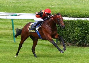 Aloysius (8) kihagyás után is főszereplő lehet