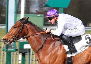 Tortisambert megérdemelne már egy Kincsem+ győzelmet