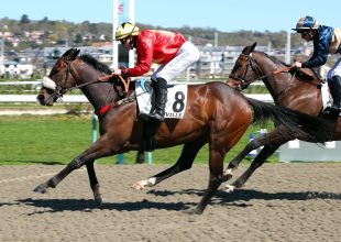 Quiet King, Watch Him, Zelzari hármast favorizáljuk