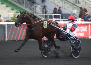 A Jolivert du Gers - Icare Williams párosból Matthieu Abrivard idomár előbbit nevezte megbízhatóbbnak, könnyebben kezelhetőnek